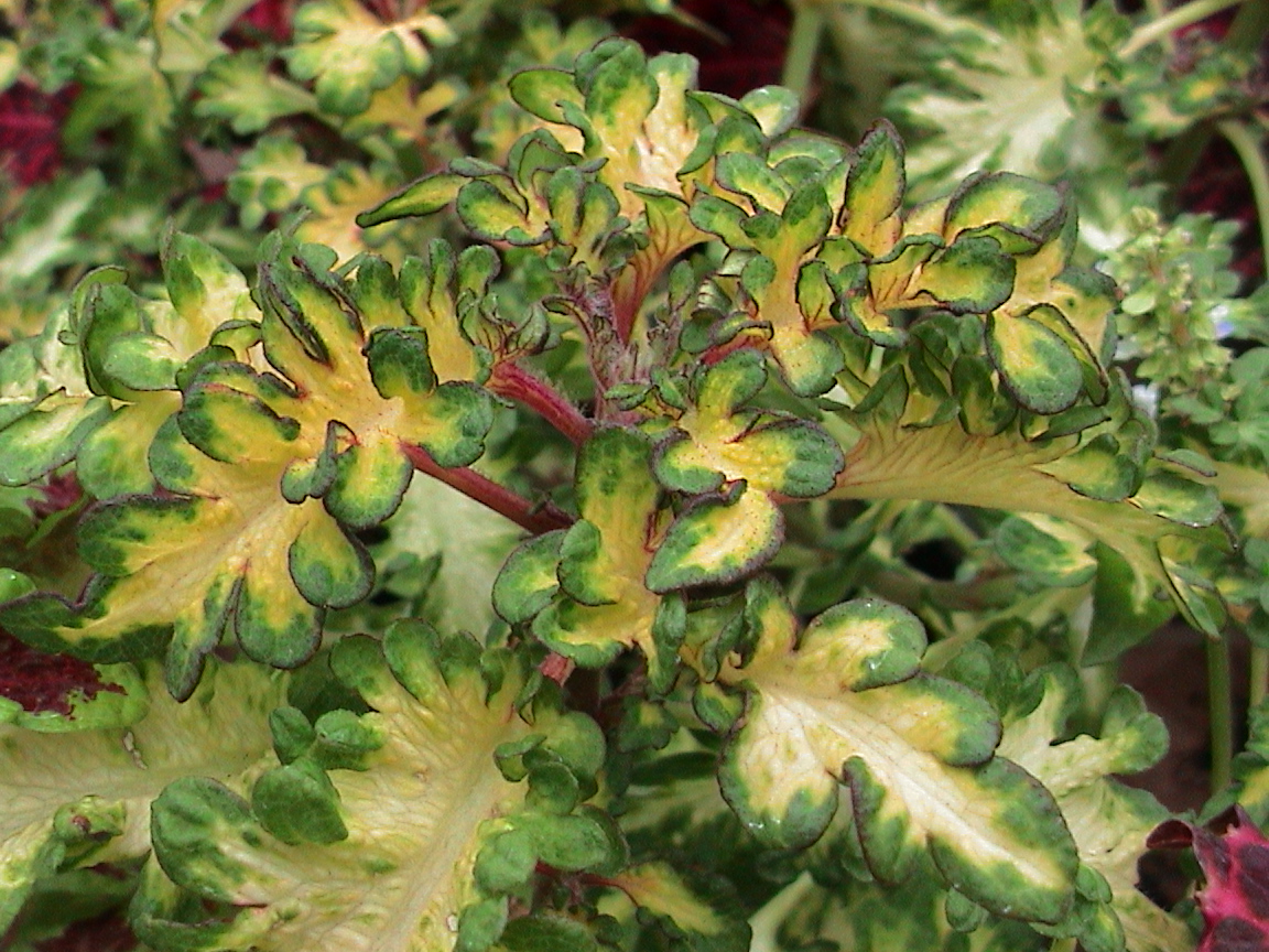 Коллекции растений ЦСБС СО РАН - Coleus rehneltianus A.Berger – Колеус ...